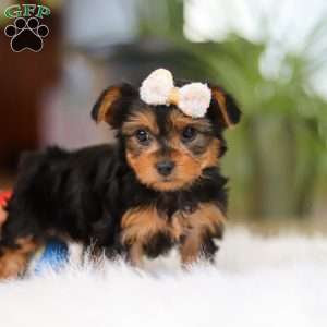 Bella, Yorkie Puppy